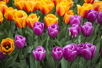 Close-up of pink tulips