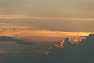 Silhouette birds migrating in cloudy sky during sunset