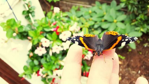 Close-up of butterfly perching on flower