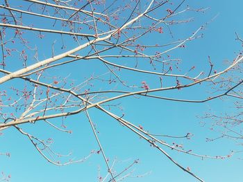 Low angle view of plant against clear blue sky