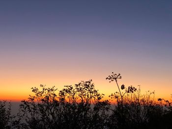 Silhouette plants against sky during sunset