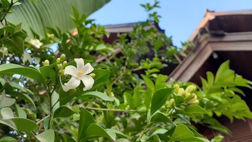 Close-up of white flowering plants