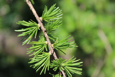 Close-up of pine tree