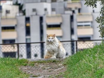 View of a cat against building
