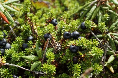 Close-up of fruits growing on plant