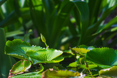 green