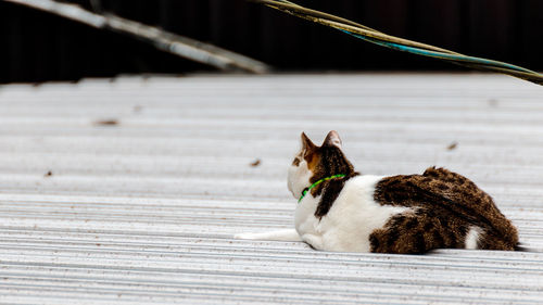 Side view of a cat sitting on wood