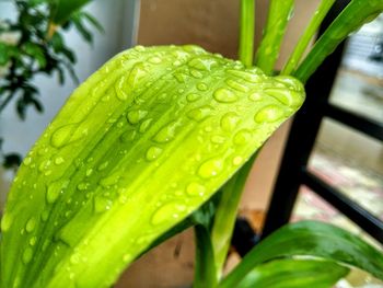 Close-up of wet plant