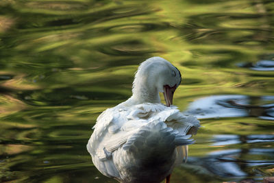 Close-up of swan swimming in lake