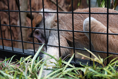 Close-up of monkey in cage at zoo