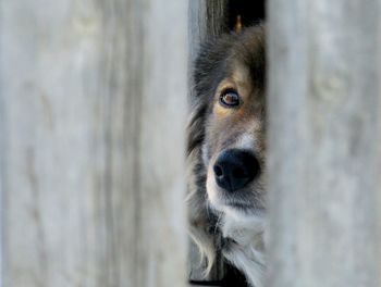 Close-up portrait of dog