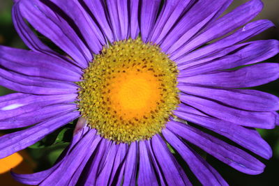 Macro shot of purple flower