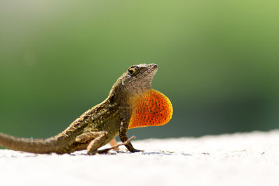 Lizard on rock