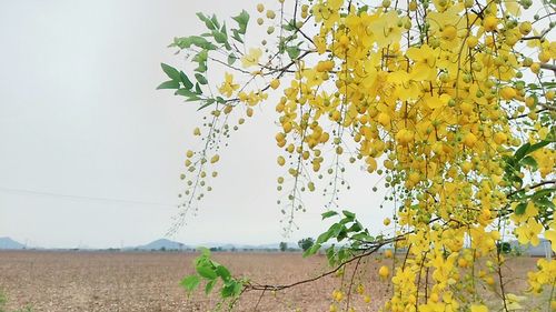 Low angle view of leaves