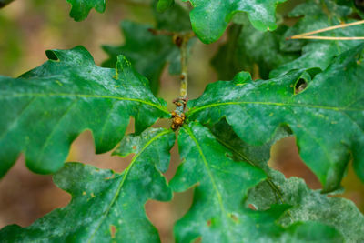 Close-up of insect on leaf