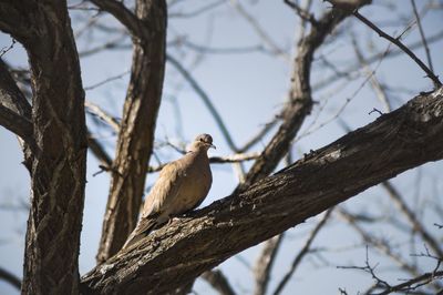Low angle view of bird perching on branch