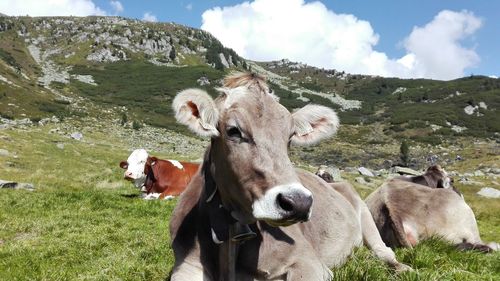 Cows on mountain