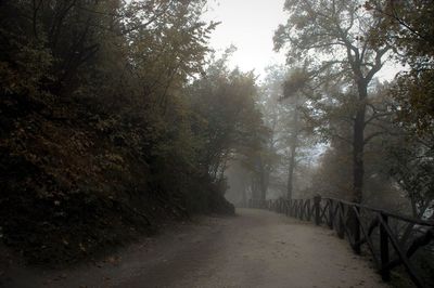 Road amidst trees in forest