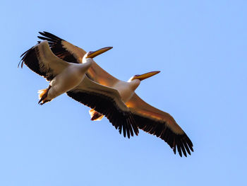 Low angle view of seagull flying in sky