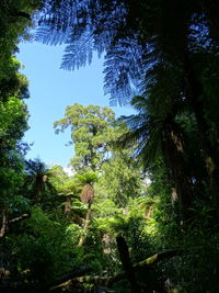 Low angle view of trees in forest against sky