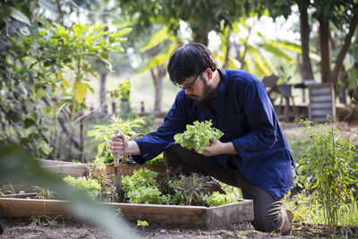 Side view of young man picking vegetables