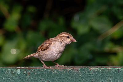 Close-up of bird perching on wood