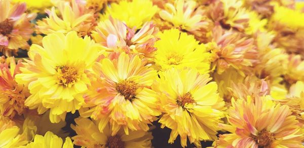 Close-up of yellow flowers