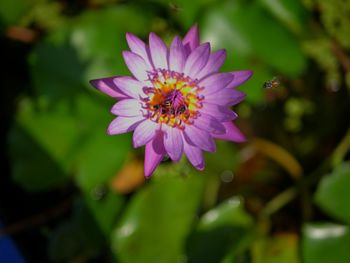 Close-up of bee on purple flower