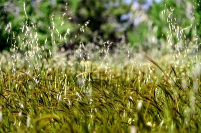 Close-up of grass