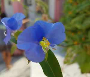 Close-up of purple flowers blooming