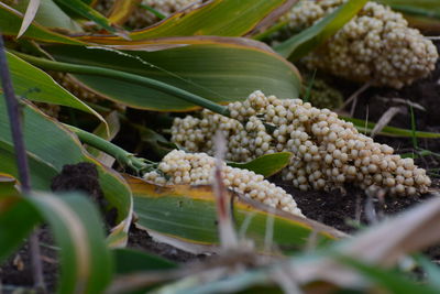 Close-up of fresh vegetables on plant