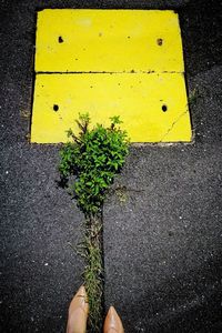 Low section of person standing on yellow road