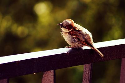 Close-up of bird perching outdoors