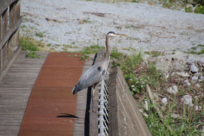 High angle view of bird perching on railing