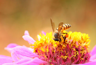 Close-up of bee pollinating on pink flower