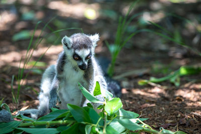 Portrait of an animal on field