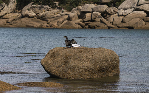 Man sitting on rock by sea