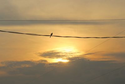 Low angle view of birds flying against sky during sunset