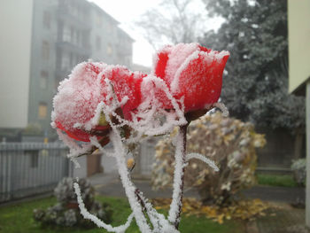 Close-up of red flowers