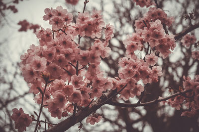 Low angle view of pink flowers on tree