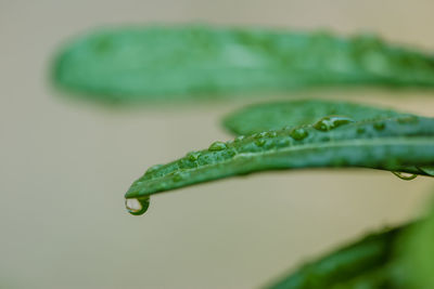 Close-up of wet leaf