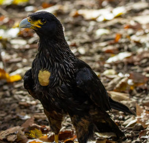 Close-up of a bird looking away