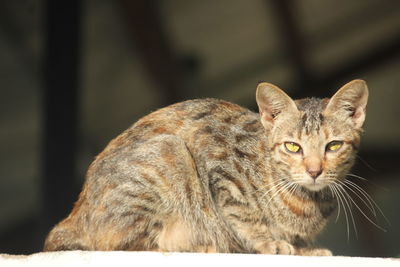 Close-up of a cat looking away