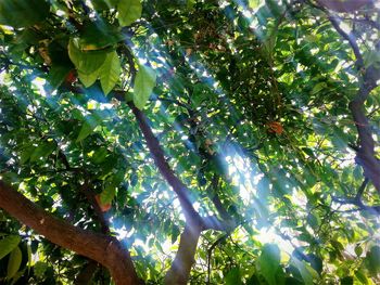 Low angle view of tree against sky