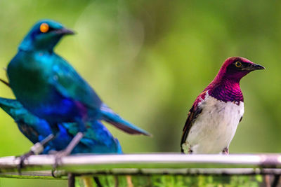 Close-up of birds perching on railing