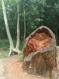 View of tree trunk in forest