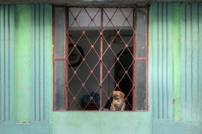 Portrait of a cat