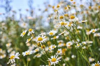 Close-up of white daisy flowers on field