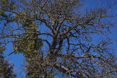 Low angle view of tree against blue sky