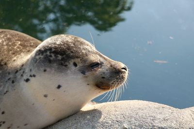 High angle view of sea lion